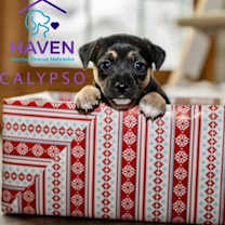 Thumbnail photo of Calypso #2