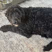 Thumbnail photo of Poppy #2