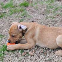 Thumbnail photo of Cadence #2