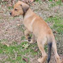 Thumbnail photo of Cadence #4