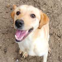 Thumbnail photo of Lemon Drop #1