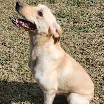 Thumbnail photo of Lemon Drop #2