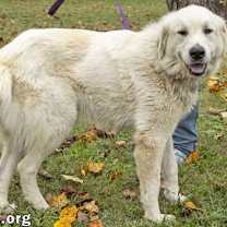 Thumbnail photo of Harley in TN - Ready To Ride Into Your Heart! #3
