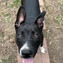 Thumbnail photo of Ruby #2