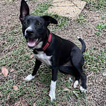 Thumbnail photo of Ruby #3