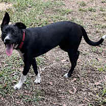 Thumbnail photo of Ruby #4