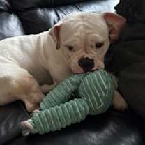 Thumbnail photo of Ophelia (in foster) #3