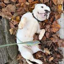 Thumbnail photo of Ophelia (in foster) #4