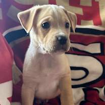 Thumbnail photo of Phoenix #1