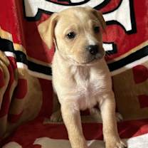 Thumbnail photo of Phoenix #3