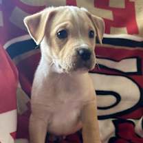 Thumbnail photo of Phoenix #4