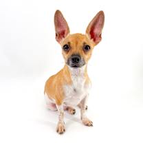 Thumbnail photo of Spice #1