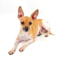 Thumbnail photo of Spice #3