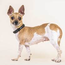 Thumbnail photo of Spice #4