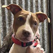 Thumbnail photo of Huxley #2