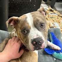 Thumbnail photo of Draco Malfoy #3