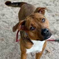 Thumbnail photo of Cinnamon #1