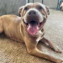 Thumbnail photo of Ginger #1