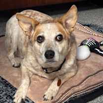 Thumbnail photo of Boomer #1