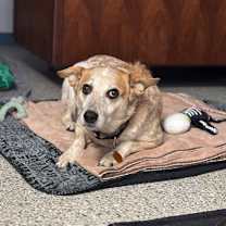 Thumbnail photo of Boomer #3