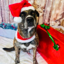 Thumbnail photo of Teak #2