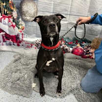 Thumbnail photo of Goose #1