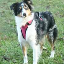 Thumbnail photo of Phaedra #2