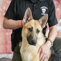 Thumbnail photo of STAGG #1