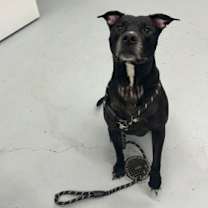 Thumbnail photo of Goose #2