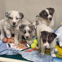 Thumbnail photo of Butch #2