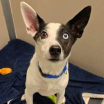 Thumbnail photo of Romeo #1