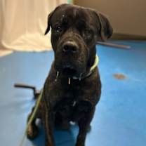 Thumbnail photo of Moose #1