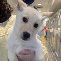 Thumbnail photo of Penne #1