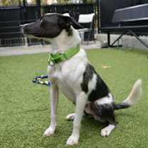 Thumbnail photo of Romeo #3