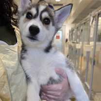 Thumbnail photo of Fettuccine #1