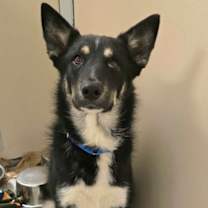 Thumbnail photo of Swift #1