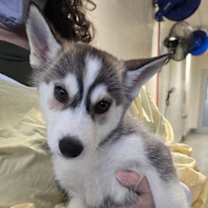 Thumbnail photo of Fettuccine #2