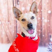 Thumbnail photo of Risha #1