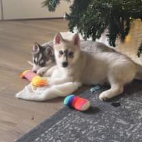 Thumbnail photo of Fettuccine #3