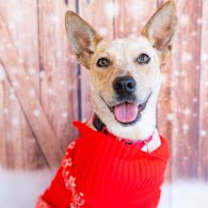 Thumbnail photo of Risha #2