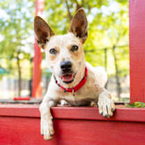 Thumbnail photo of Risha #3