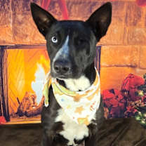 Thumbnail photo of Starry Glitterfrost #1