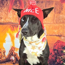 Thumbnail photo of Starry Glitterfrost #2