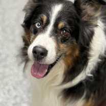 Thumbnail photo of Gumbo #1