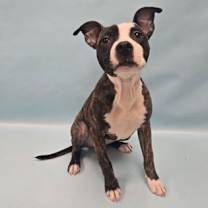 Thumbnail photo of Primrose #1