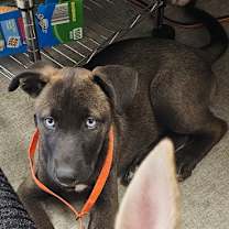 Thumbnail photo of Cody #2