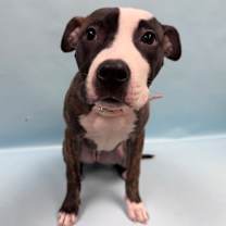 Thumbnail photo of Primrose #2