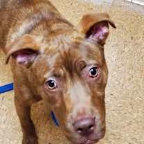 Thumbnail photo of Reese #2