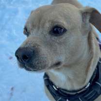 Thumbnail photo of Calvin #1