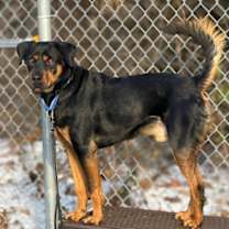 Thumbnail photo of Loki #1